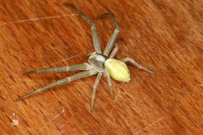 Misumena_vatia_D4854_Z_90_Les Gris_Frankrijk.jpg